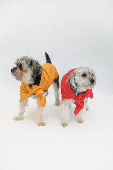 在白色工作室背景中，可爱的约克郡梗犬穿着充满活力的服装