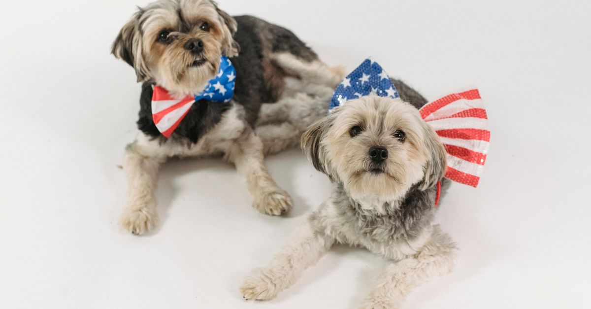 High angle of funny Yorkshire Terriers in bow ties representing concept of patriotism and Independence celebration High angle of funny Yorkshire Terriers in bow ties representing concept of patriotism and Independence celebration / Popular Dog Breeds In America