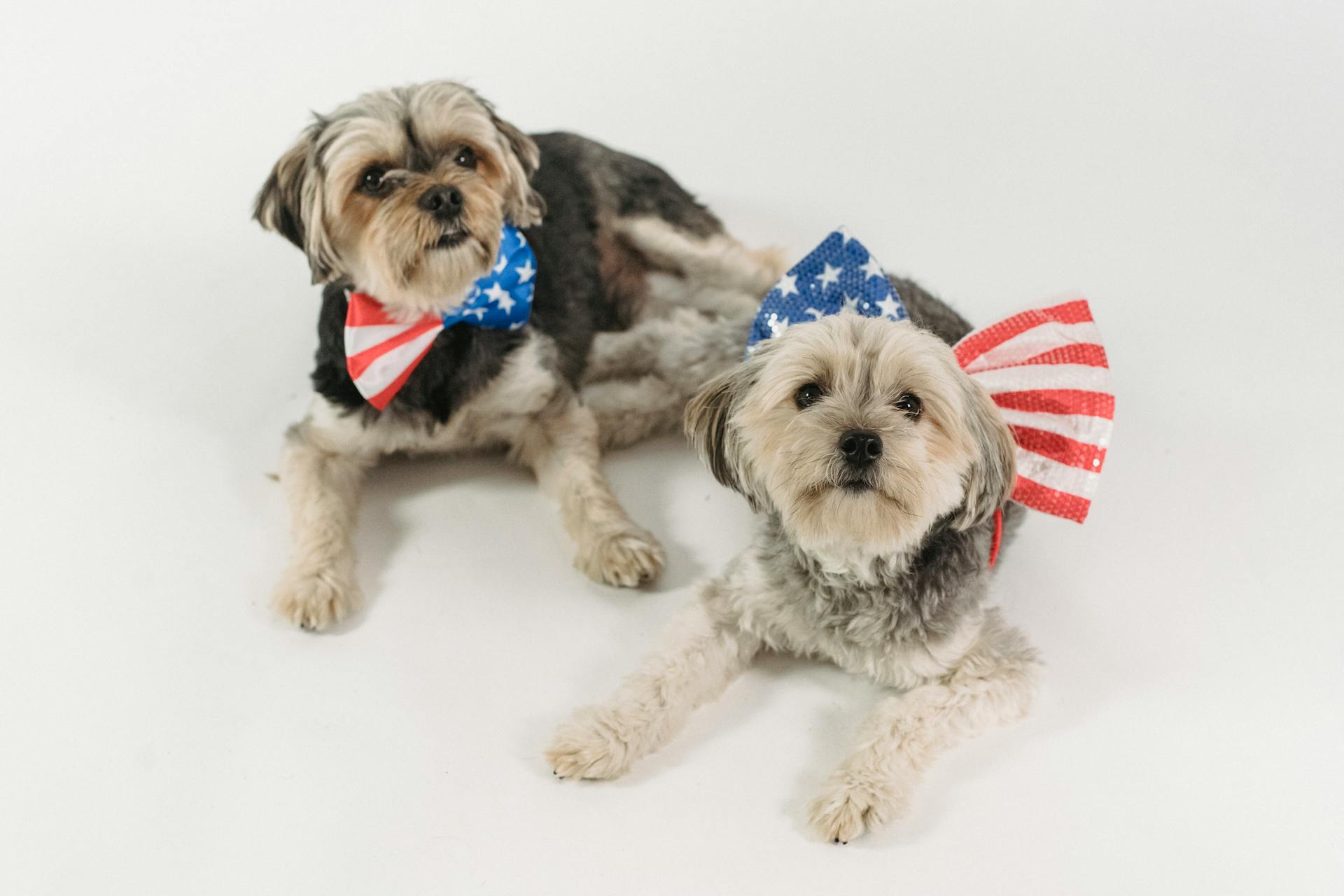 High angle of funny Yorkshire Terriers in bow ties representing concept of patriotism and Independence celebration