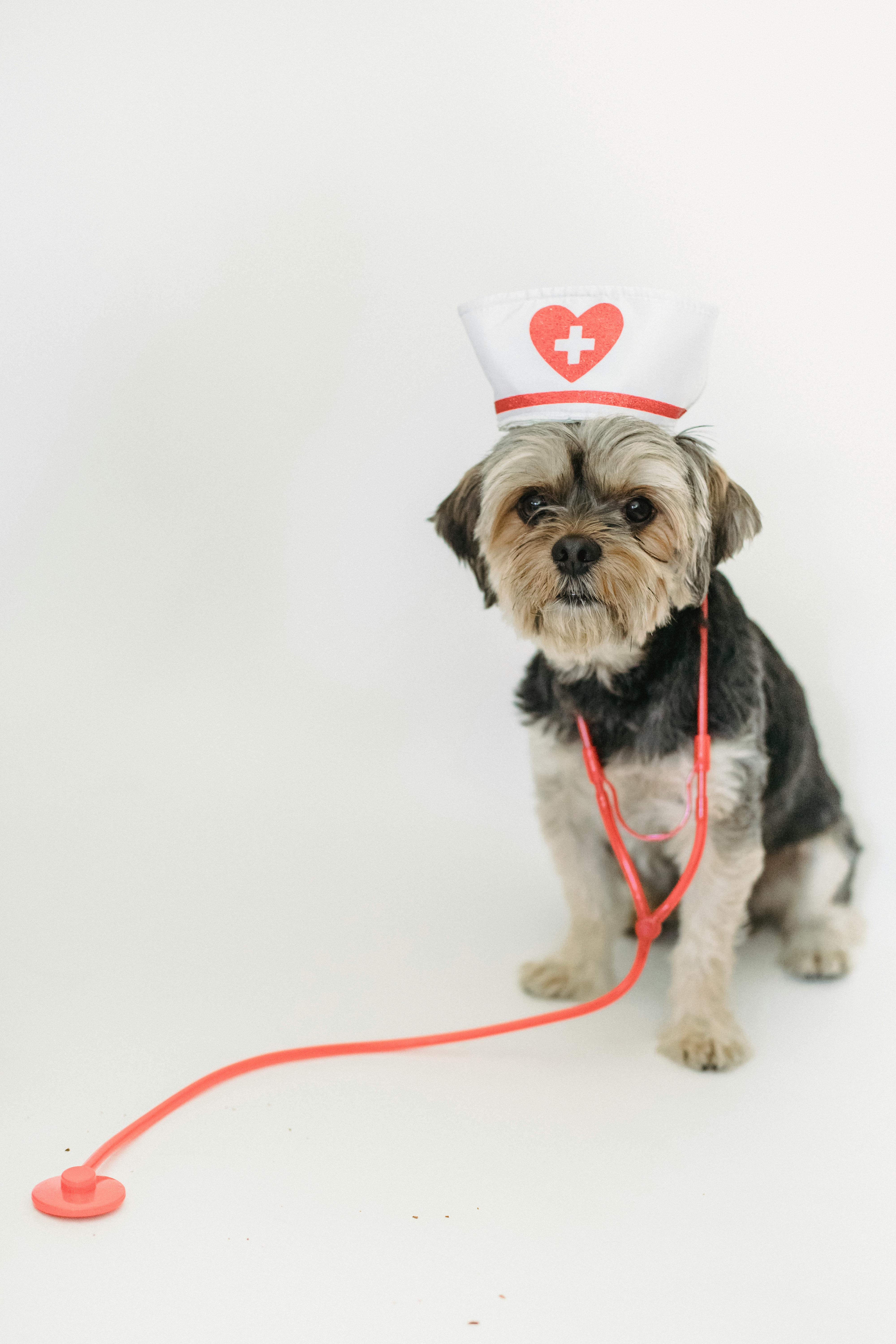 funny dog dressed like doctor in studio