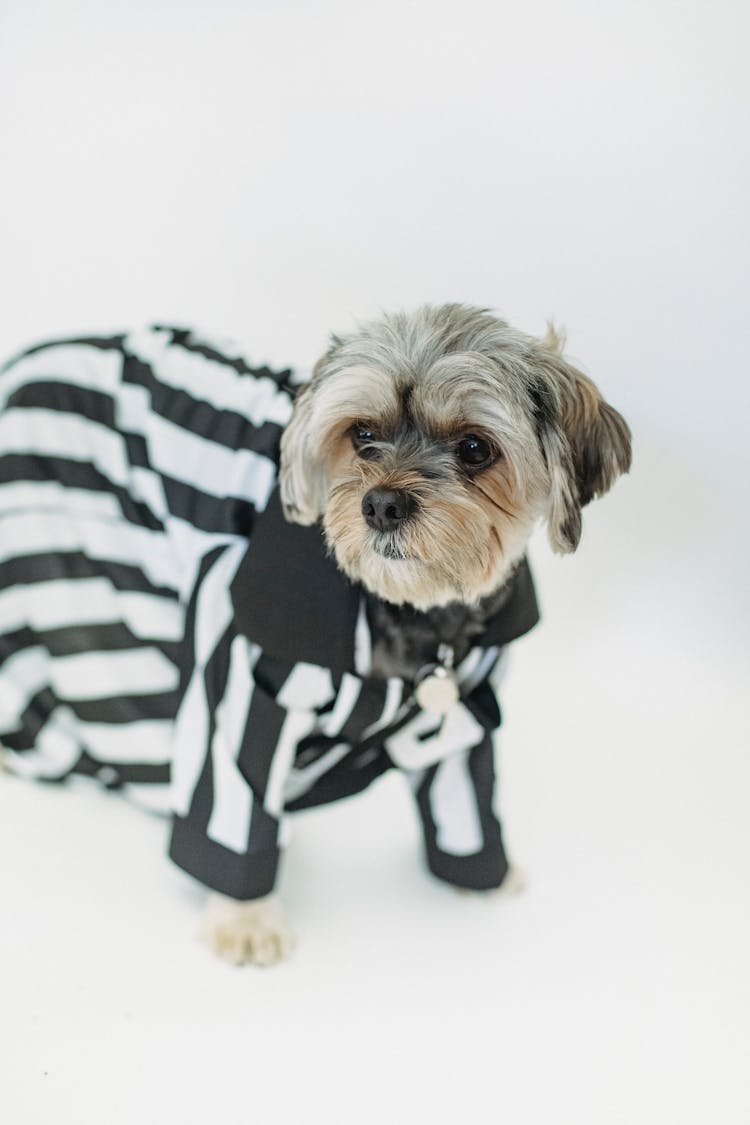 Fluffy Purebred Dog In Clothes In Studio