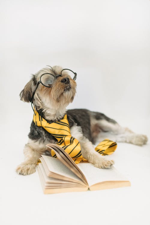 Adorable purebred Yorkshire Terrier puppy dressed in striped tie and eyewear lying in studio with book