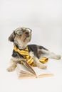 Adorable purebred Yorkshire Terrier puppy dressed in striped tie and eyewear lying in studio with book