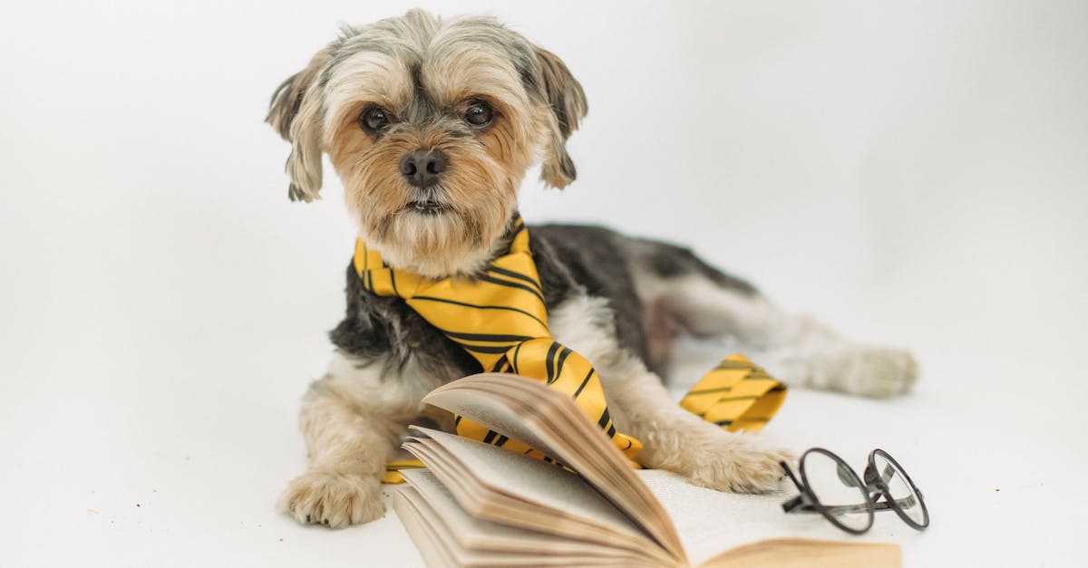 Adorable dog lying on floor near book