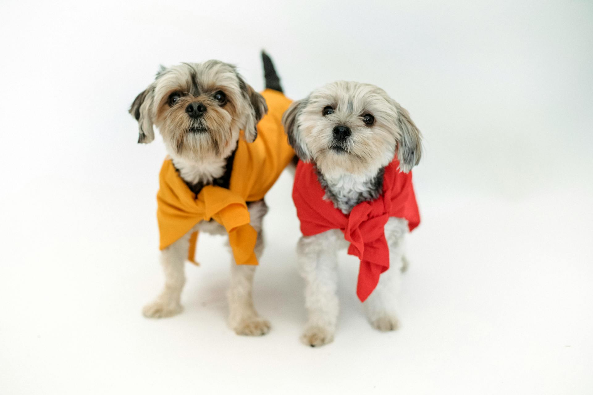 Kleine raszuivere honden in kleurrijke kleren staan samen op een witte achtergrond en kijken weg