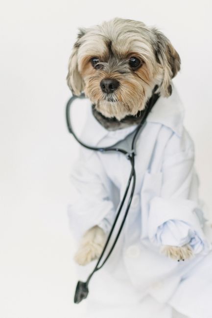 Small dog in white medical clothes with stethoscope looking away on white background in bright room