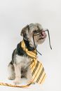 Cute purebred dog spending time in bright room while wearing glasses and tie on white background