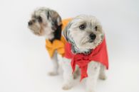 在白色背景下，可爱的约克郡梗犬穿着充满活力的服装，非常适合宠物主题内容