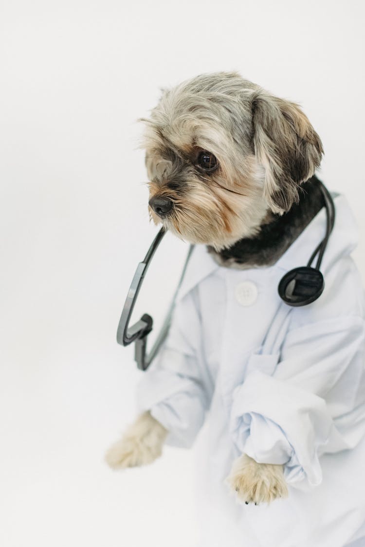 Small Dog In Light Studio Wearing Medical Uniform