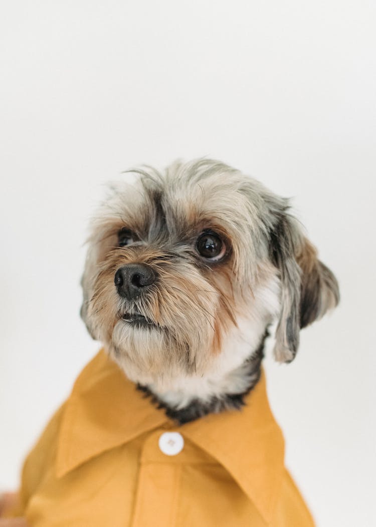 Small Dog Spending Time In Light Studio