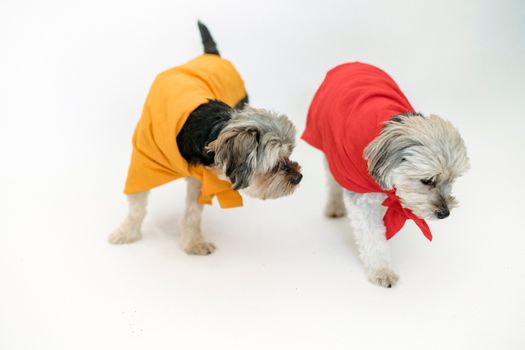 两只约克郡梗犬穿着鲜艳的红橙色服装，在白色背景前俏皮地展示着它们的个性