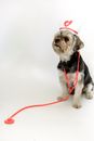Little purebred dog with pink stethoscope wearing nurse hat and looking away on white background