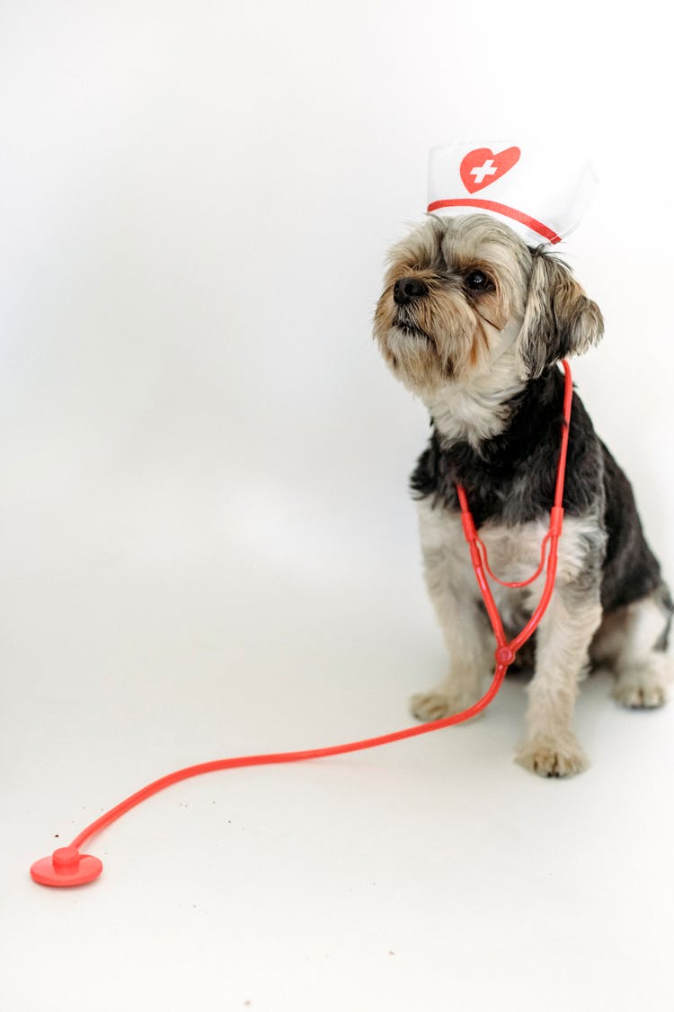 Small Dog Wearing Nurse Hat And Stethoscope