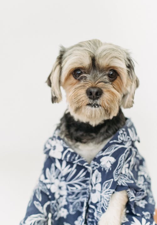 Chú Chó đáng Yêu Trong Chiếc áo đầy Màu Sắc Trong Studio