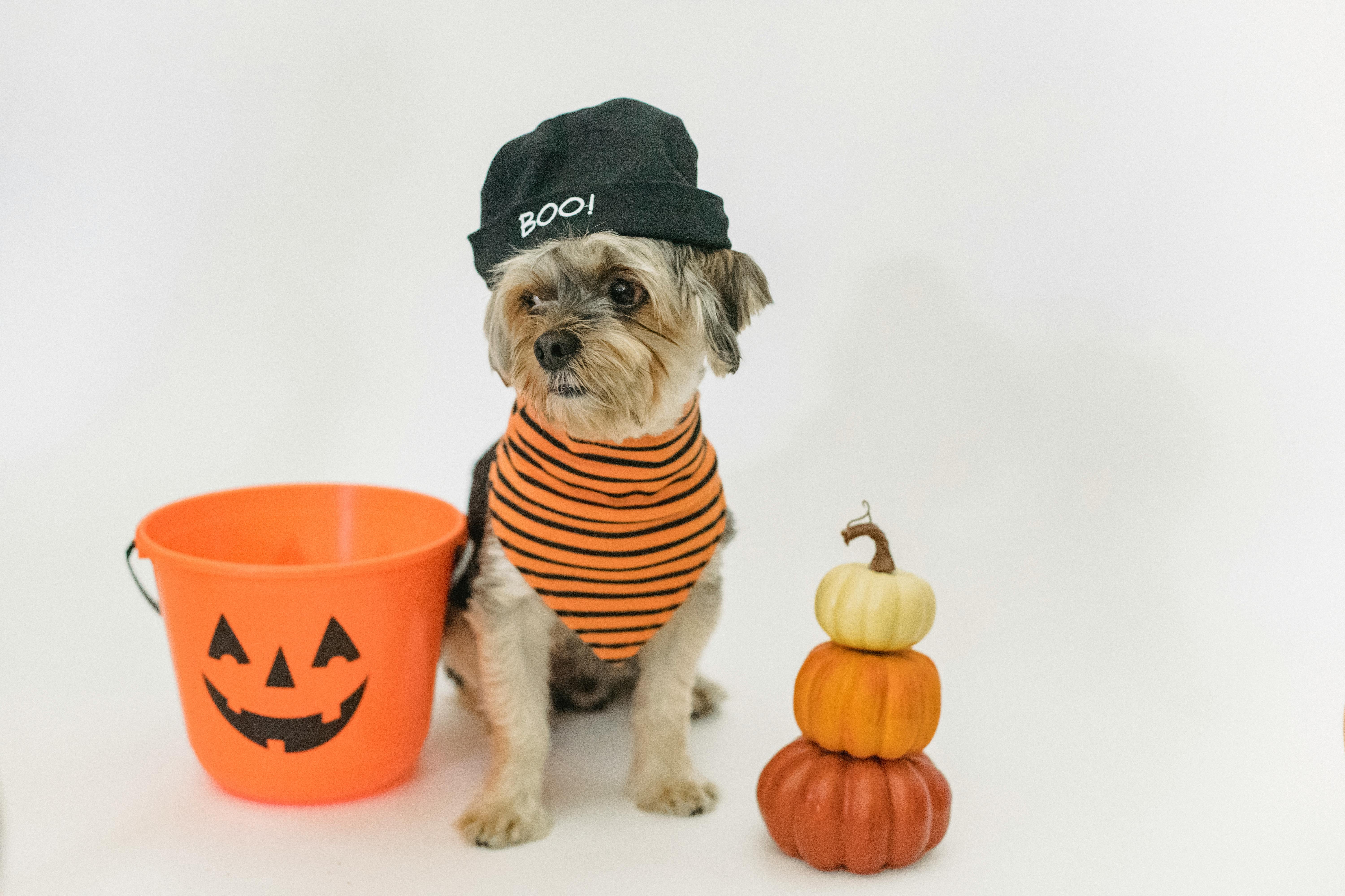 Small dog sitting in light studio