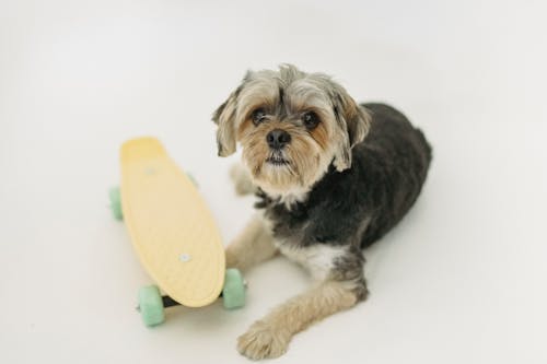 Little purebred dog looking at camera while lying alone near small skateboard in light studio on white background