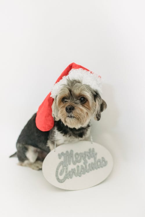 Gratis Perro PequeÃ±o Con Sombrero De Navidad Sentado En La HabitaciÃ³n Foto de stock