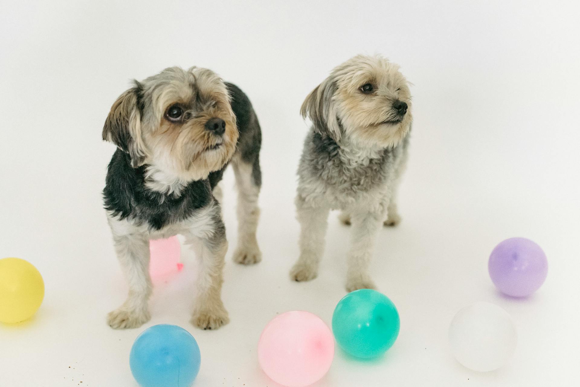 Small purebred dogs standing near small colorful balls and looking away in bright room on white background