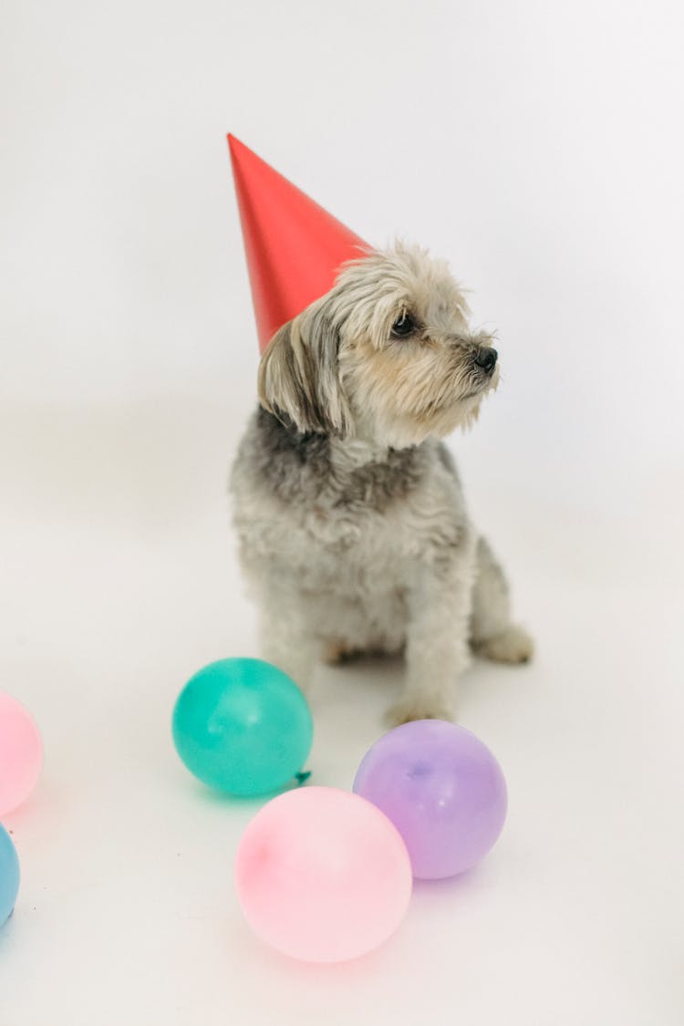 Little Dog Sitting In Bright Room