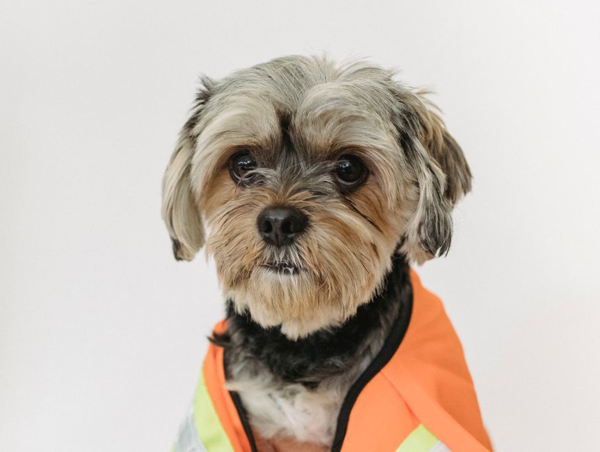 Best Calming Vests for Anxious Dogs: Does It Really Work?