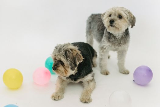 在工作室环境中，两只约克郡梗犬配有彩色气球