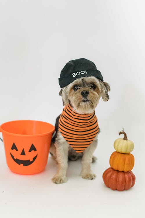 Little purebred dog sitting near bucket and pumpkins on white background and wearing hat and bandana while looking at camera
