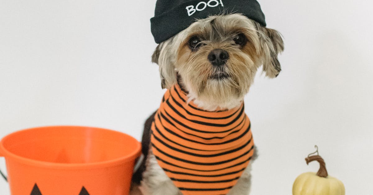 How to make dog bandana tie on