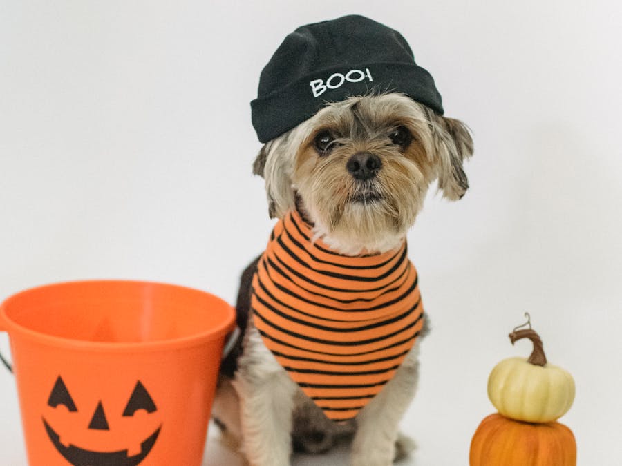 What kind of Facebook reels go viral?