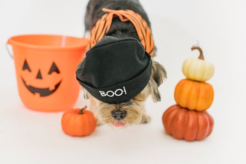 How to Keep Your Pets Calm During Windy or Noisy Halloween Nights