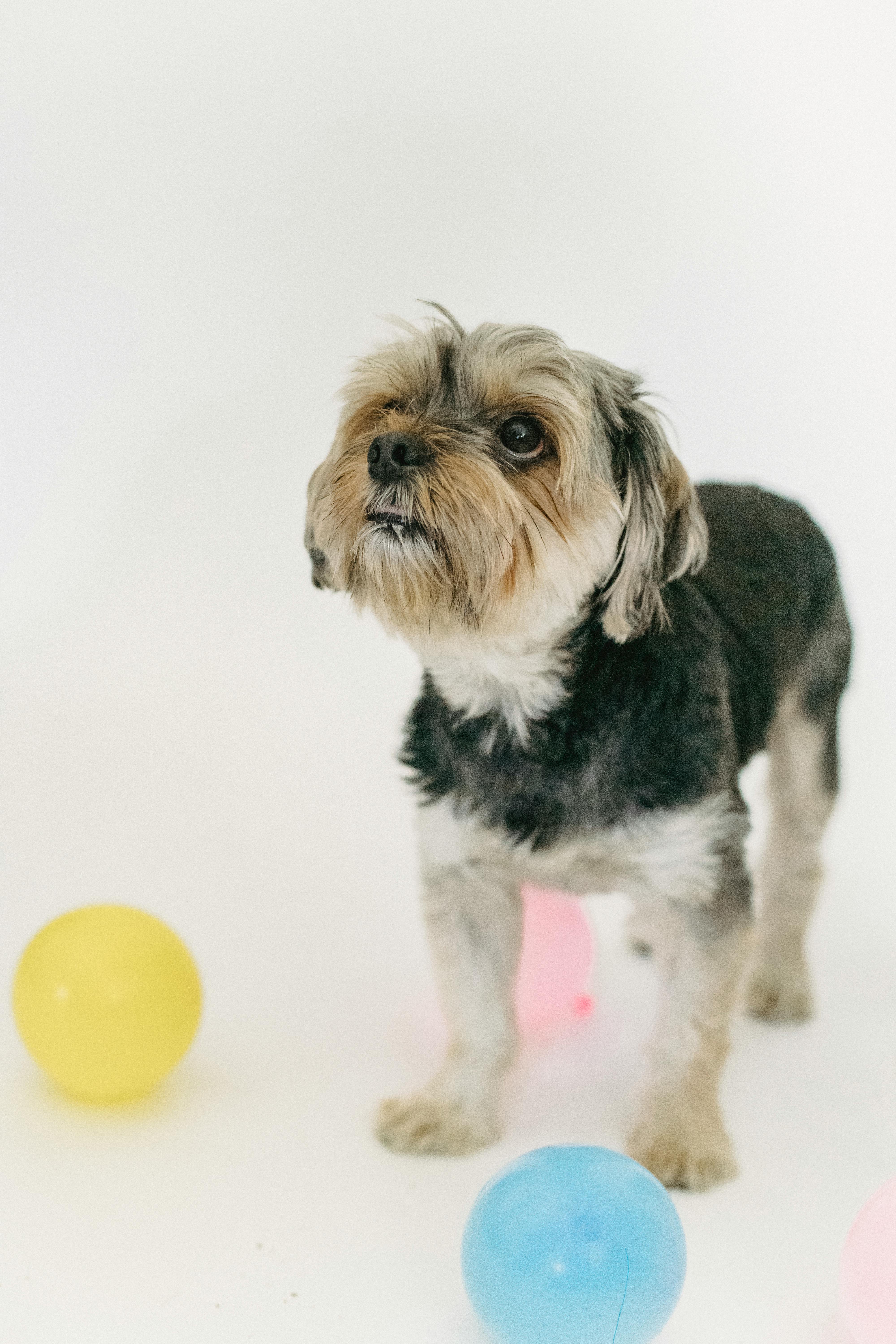 small dog in light studio standing alone