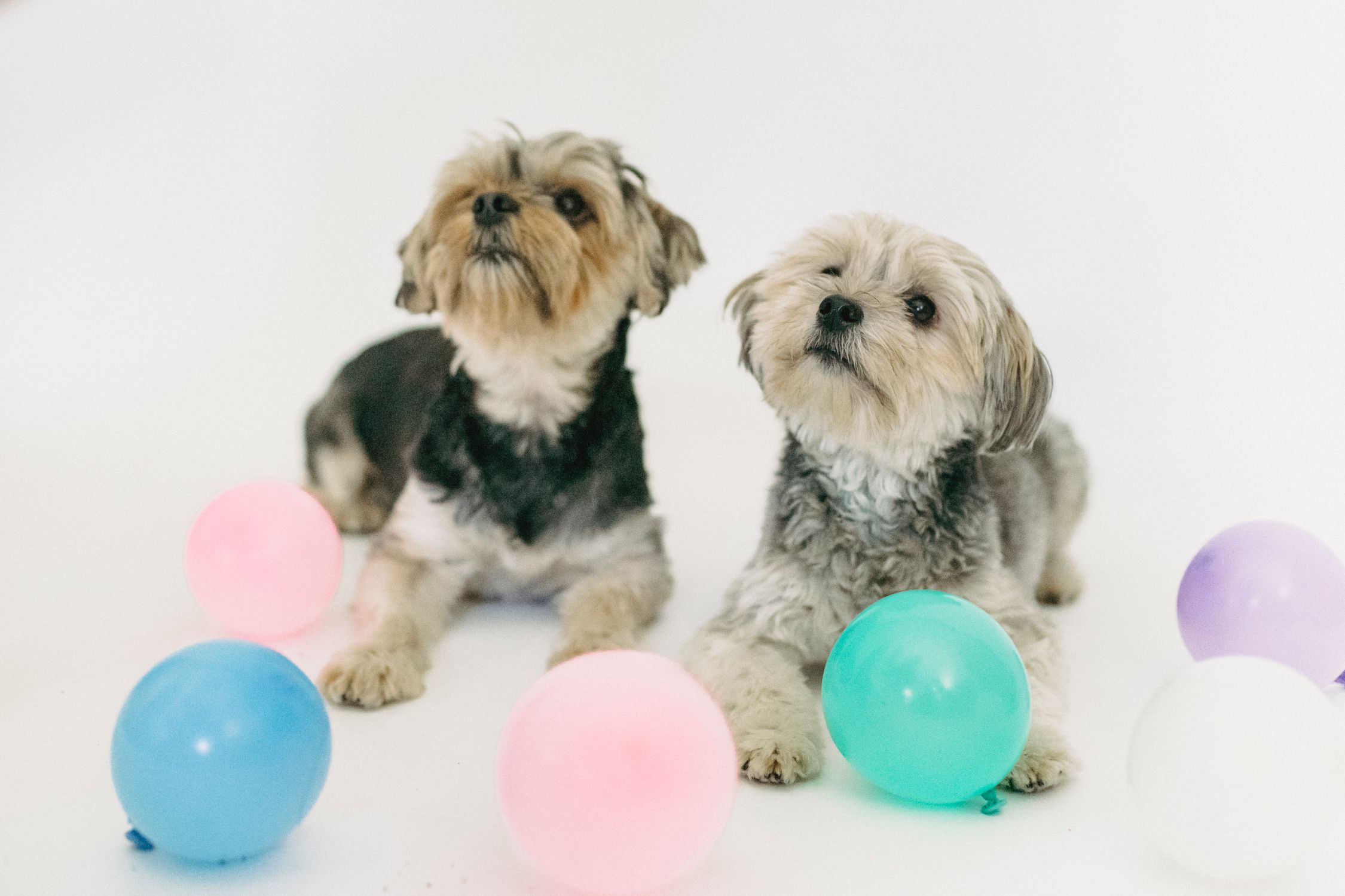 Little purebred dogs lying near small colorful balloons and looking away on white background in bright studio