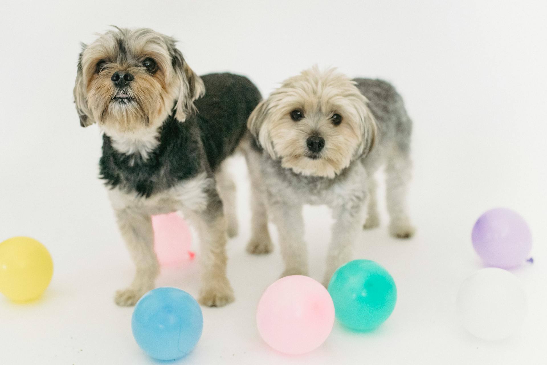 Small purebred dogs pastime in light room near small colorful balloons on white background