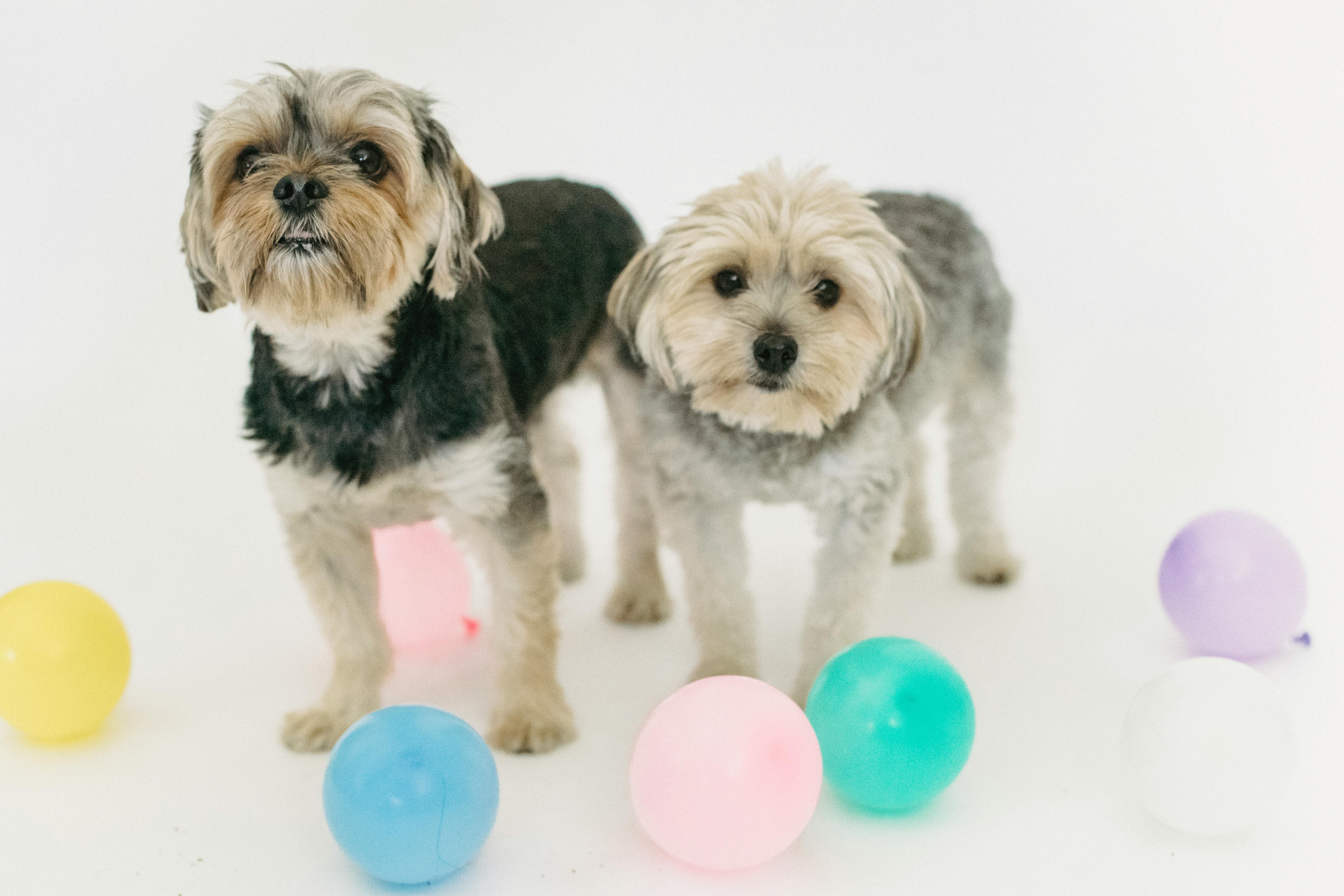are balloons safe for dogs