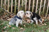 Adorable dogs spending time outside