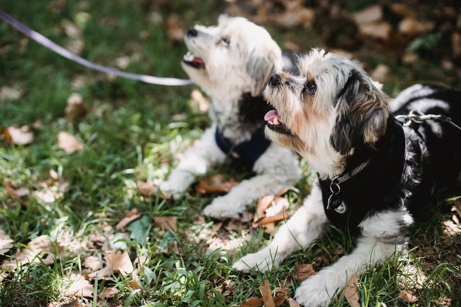 Small purebred dogs lying on grass while wearing collar and leash and looking away in daytime