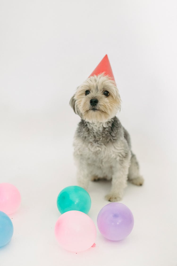 Small Dog Sitting Alone In Bright Studio