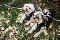 Small dogs lying together on grass