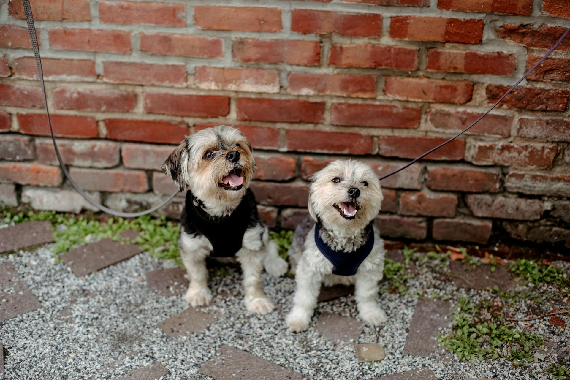 From above cute playful Yorkshire terrier and West Highland White Terrier dogs on leashes siting on ground in courtyard against brick wall