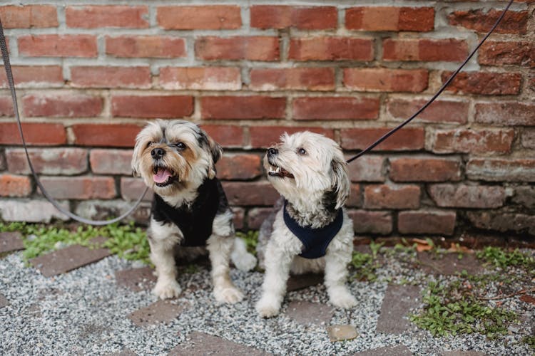 Two Adorable Dogs With Leash Sitting On Ground Besidde A Brick Wall