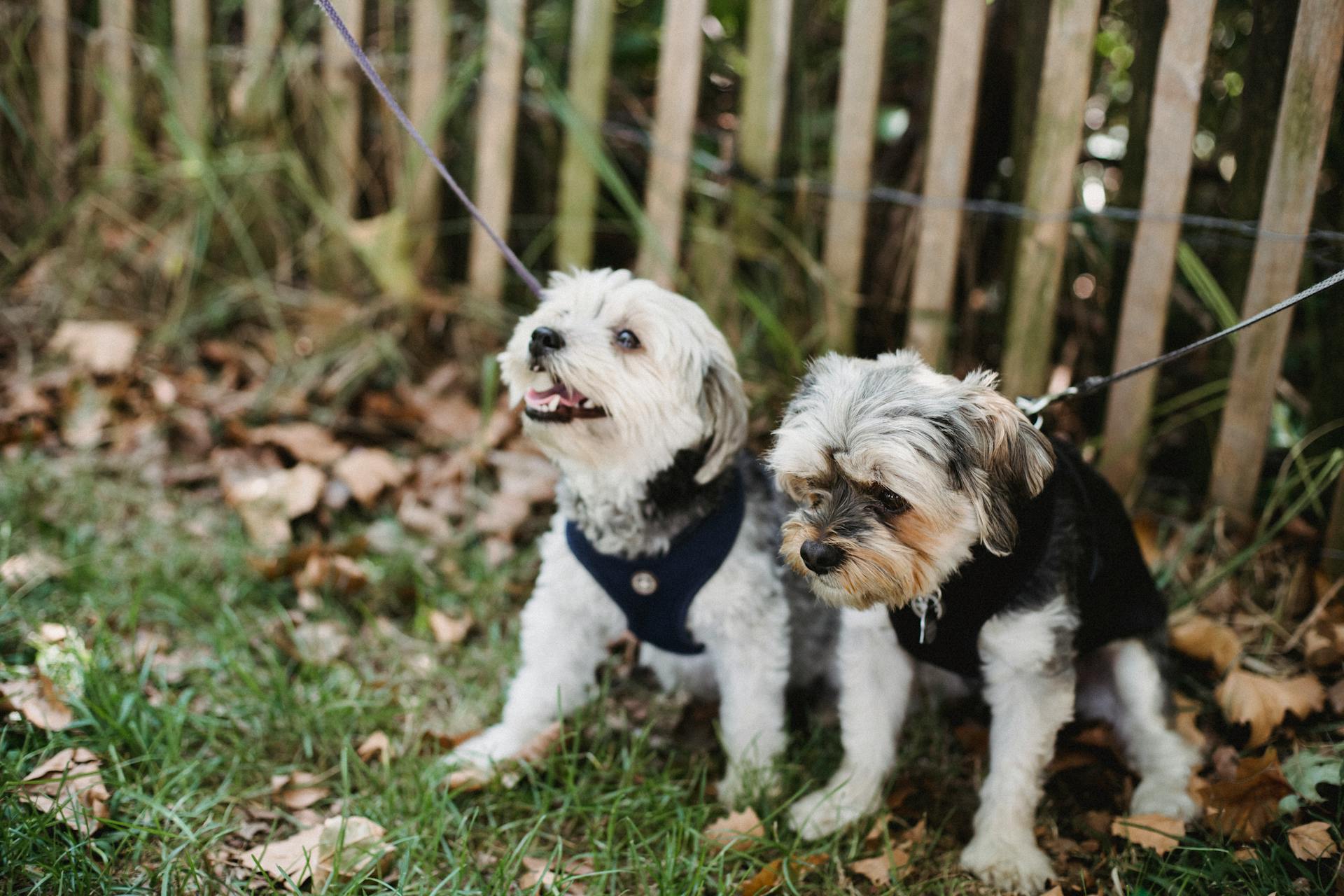 Full length funny Yorkshire Terrier and West Highland White Terrier on leashes sitting on grassy ground near fence in garden