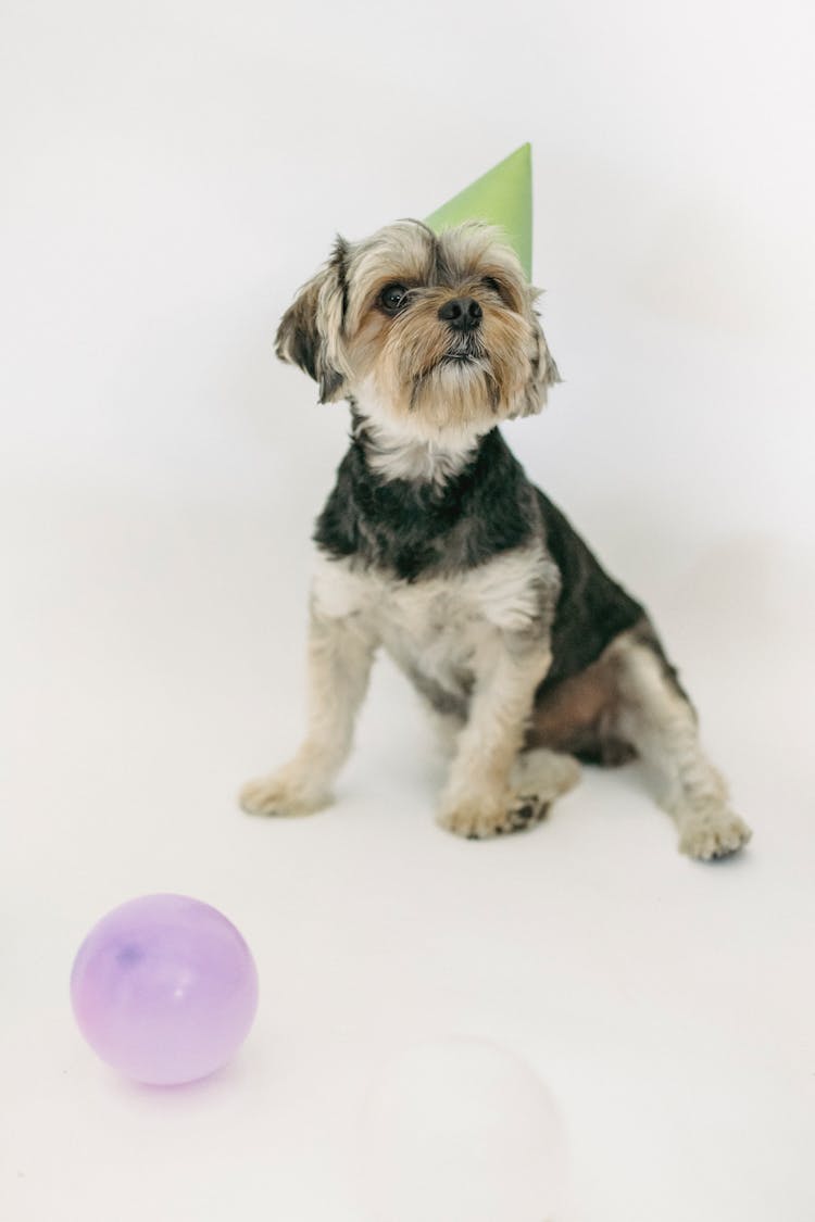 Adorable Yorkshire Terrier In Party Hat