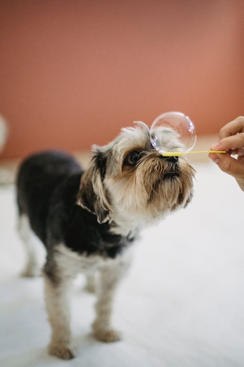 Crop unrecognizable person putting bubble maker stick on cute Yorkshire terrier nose in light studio
