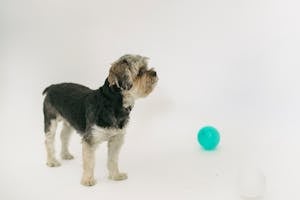 Adorable Yorkshire terrier in light studio