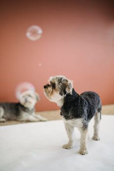 一只可爱的纯种约克郡梗犬望着房间里灯光下漂浮的肥皂泡