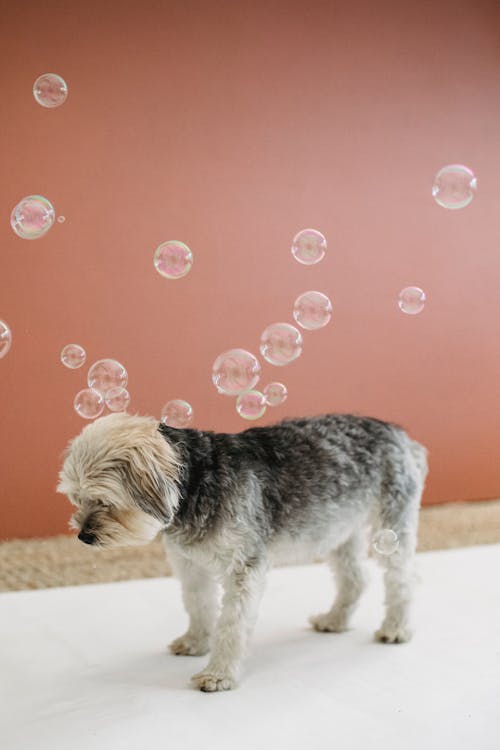 Fluffy Yorkshire Terrier standing under many soap bubbles