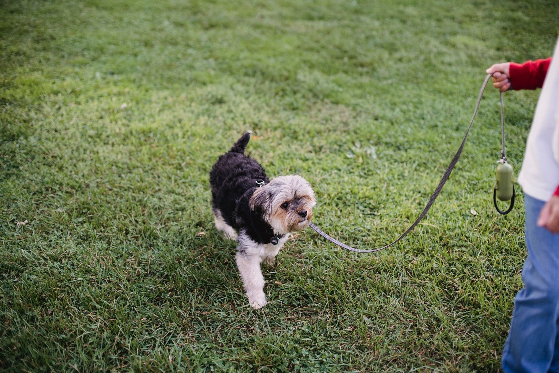 Best Eco-Friendly Dog Poop Scoopers (2026) – Durable, Sustainable Picks That Make Cleanup Easy