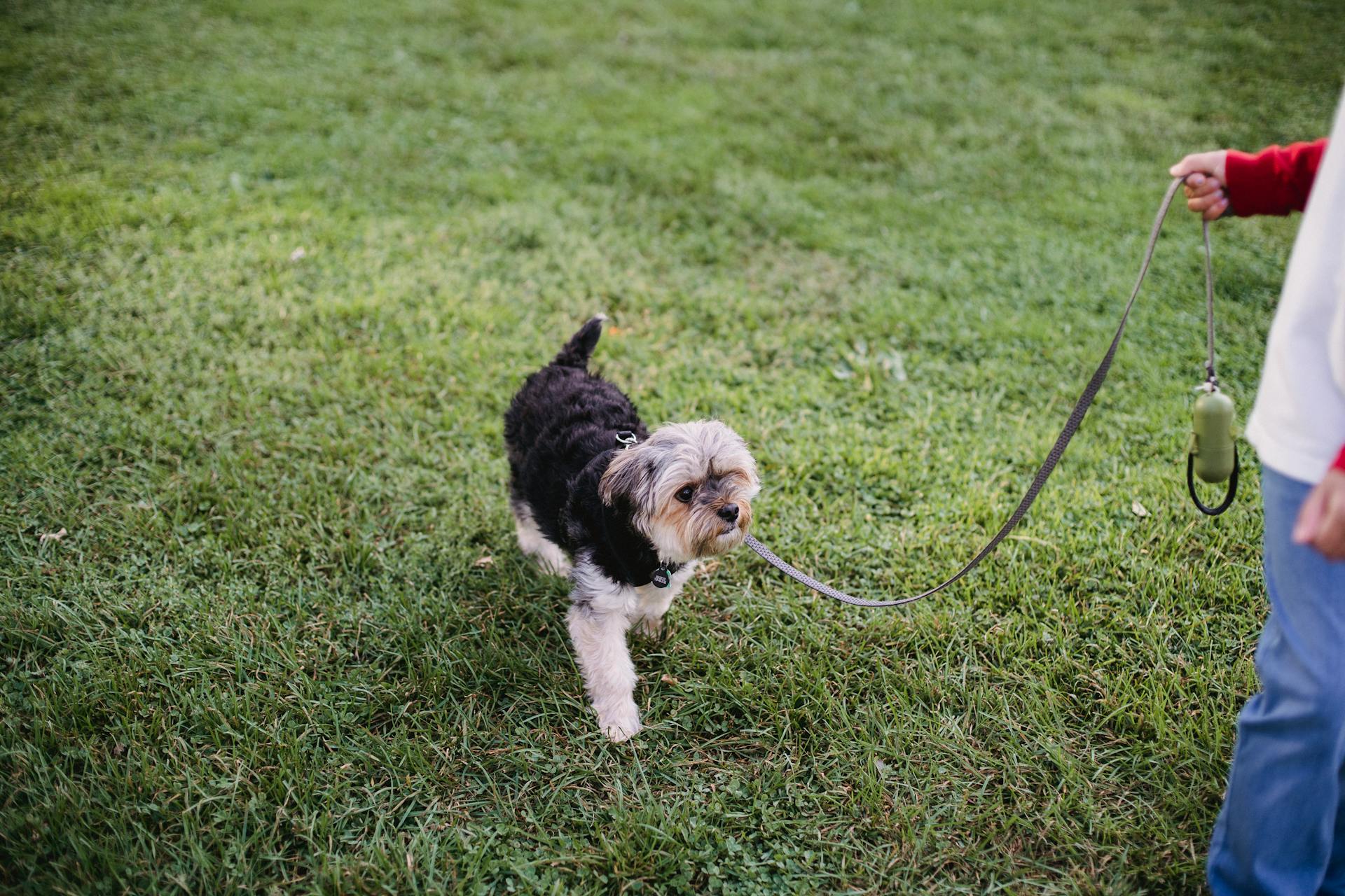 Crop anonym tonåring i avslappnad klädsel som går med lydig Yorkshire Terrier på koppel i gräs park