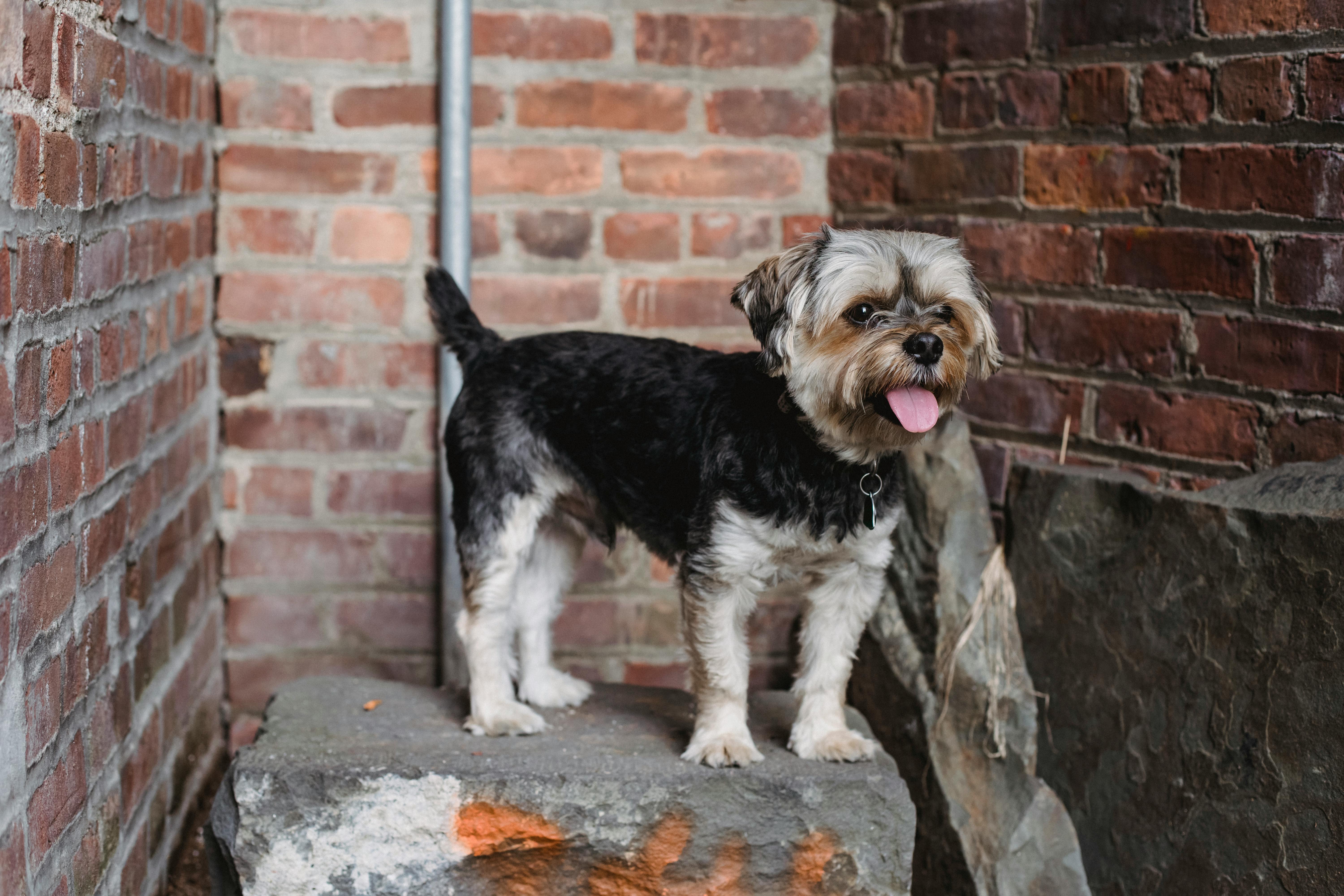 Cute small purebred dog standing on concrete platform between rough brick walls in daylight