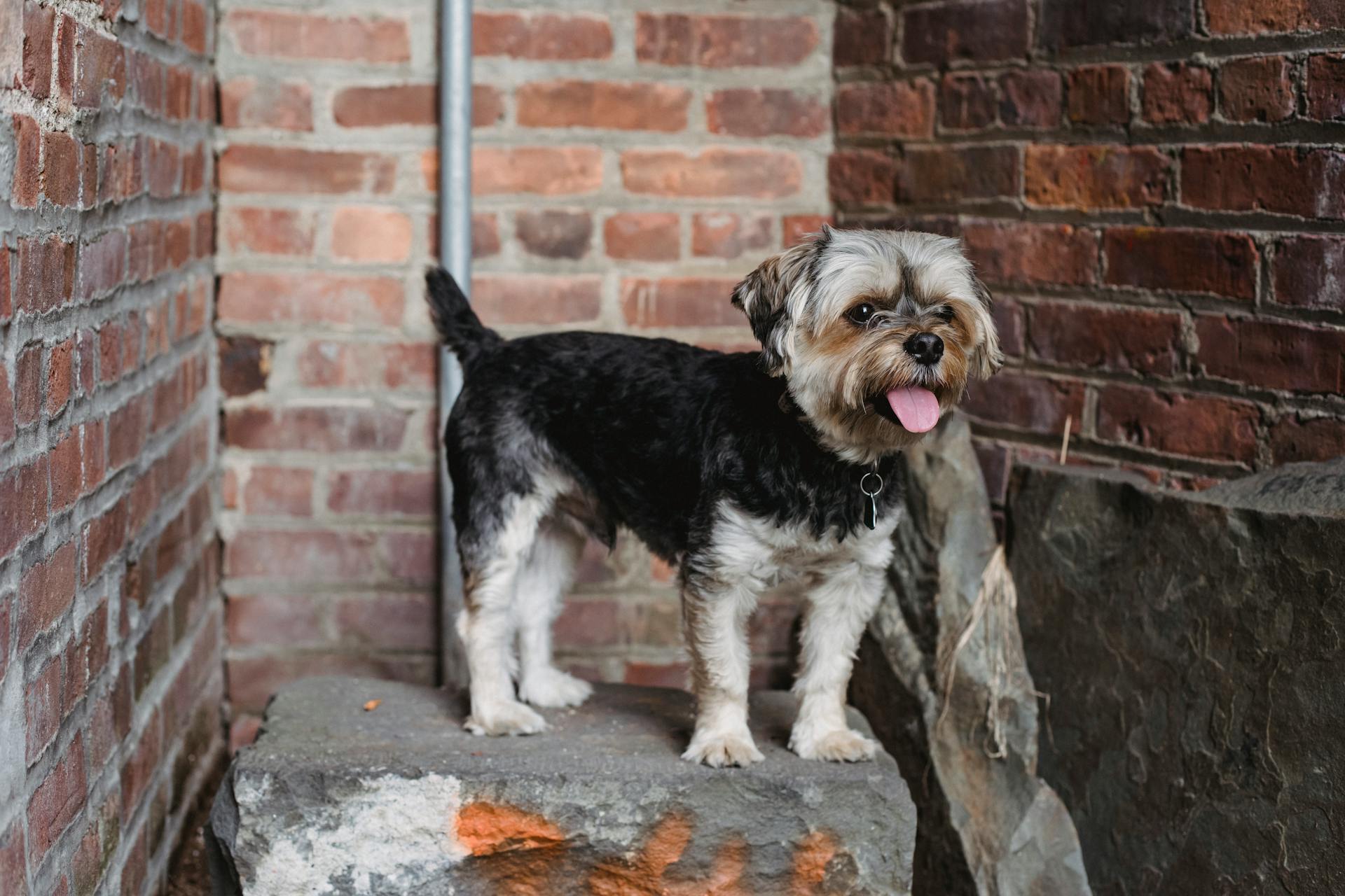 Söt liten renrasig hund som står på en betongplattform mellan grova tegelväggar i dagsljus