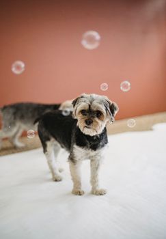 可爱的约克郡梗犬在室内被肥皂泡顽皮地包围着
